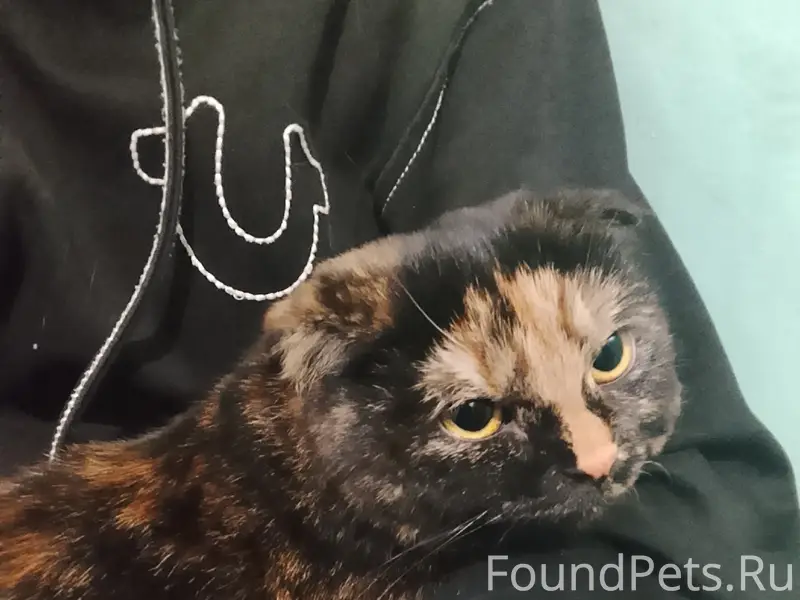 Найдена кошка, подъезд возле кафе 'пельмешка'