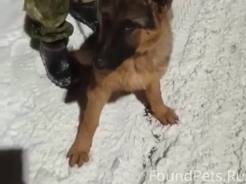 Пропала овчарка Линда