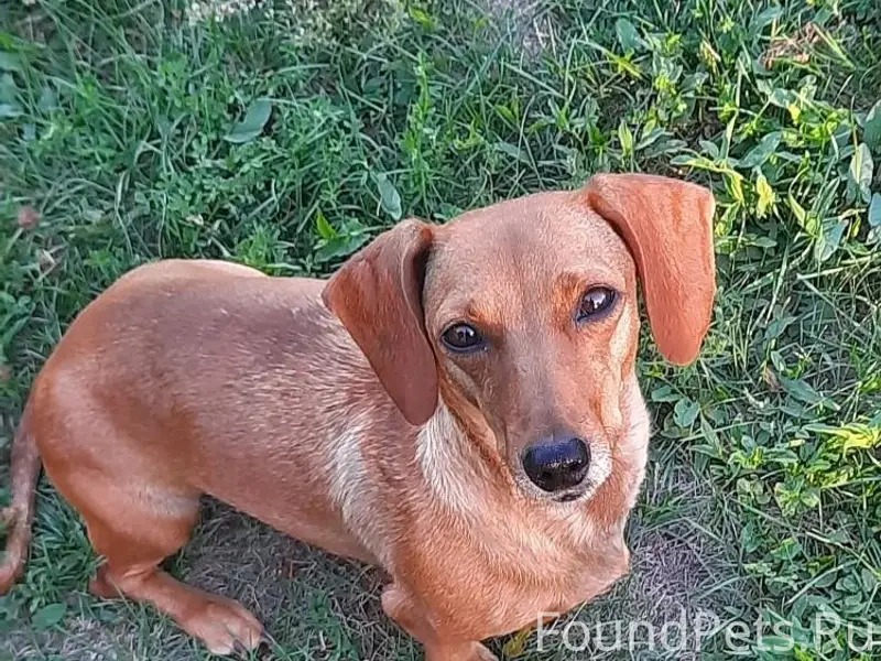 Пропала такса Джеки, с. Вагайцево