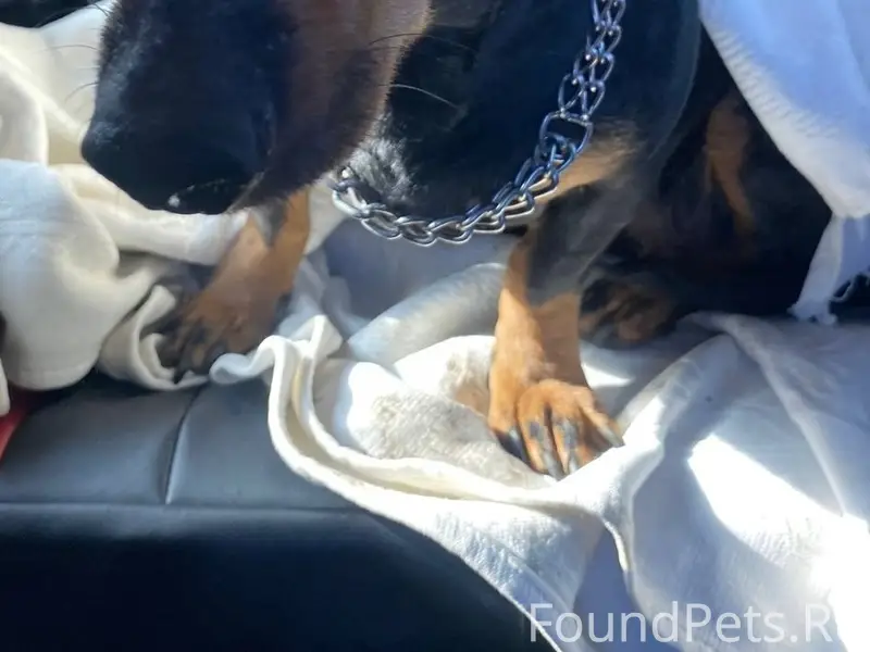 Найден а такса, Красноярск