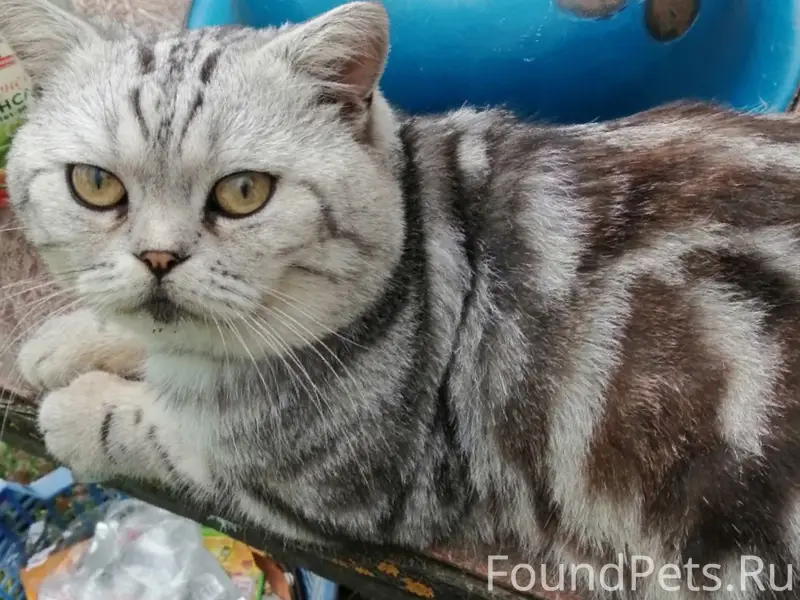 Пропал кот, свяжитесь по номеру 89066177994