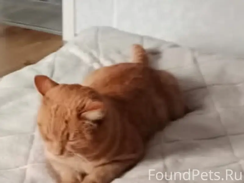 Пропал кот, район пл. Ленина