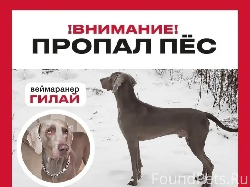 Пропал веймаранер Гилай, Новосибирск/Томск
