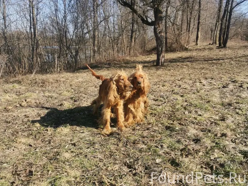 Пропавшие английские кокер-спаниели, деревня Скиток