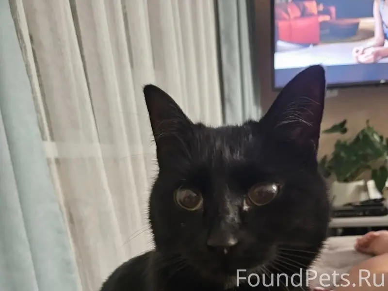 Пропала чёрная кошка Багира, дер. Бирюлино