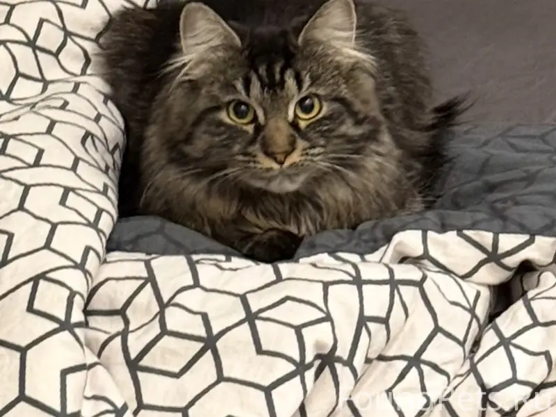 Пропала кошка Мия, смесь мейкуна, Проспект Толстого