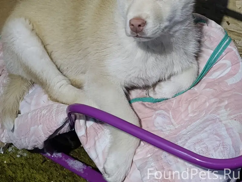 Пропал щенок, ул. Калинина