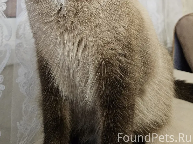 Пропал кот, Новостройка