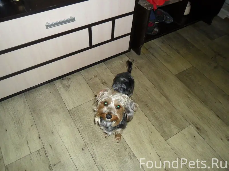 Пропал йоркширский терьер Альф, п. Колхозный