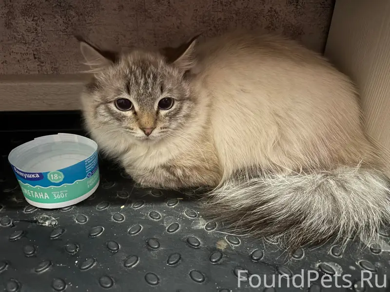 Найдена кошка, Солнечная 35