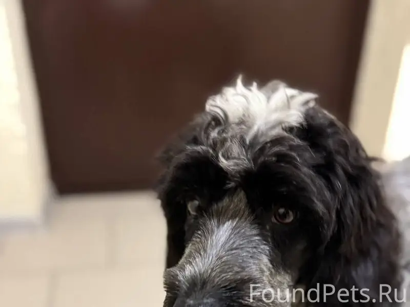 Пропал щенок кобель по кличке Сэм