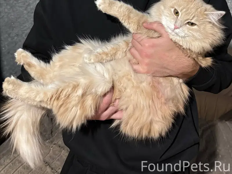 Пропал кот Мурлык, Октябрьская 85