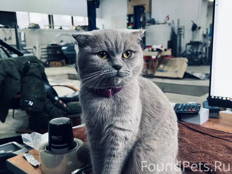 Пропала кошка Мика, Башня ВРС