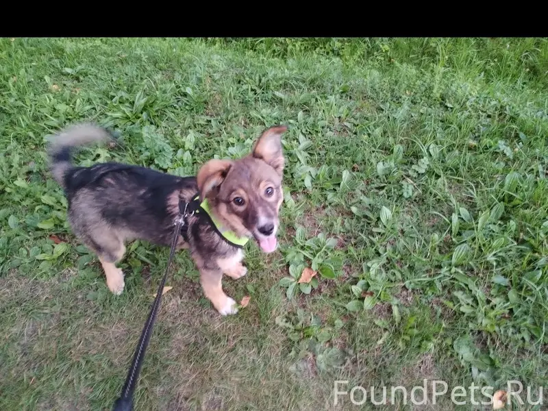 Пропала собака, была в красном ошейнике