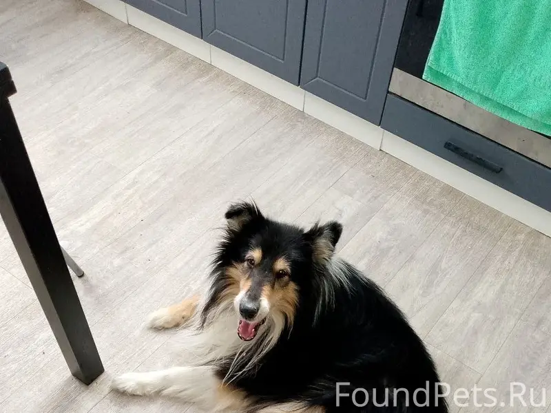 Пропал колли Нуф, район гибдд и пожарки