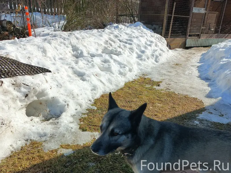 Найден кобель, похож на норвежскую лайку, Михалево