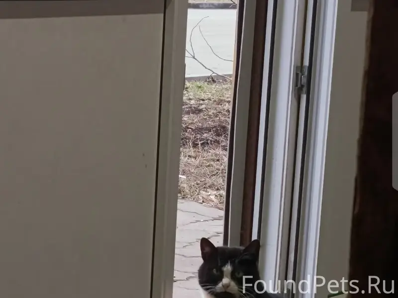 Пропала кошка, парк на автозаводе