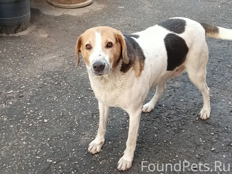 Пропала русская гончая Берта, Мордовия