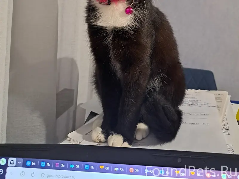 Пропала кошка Иза, район Пр. Острякова