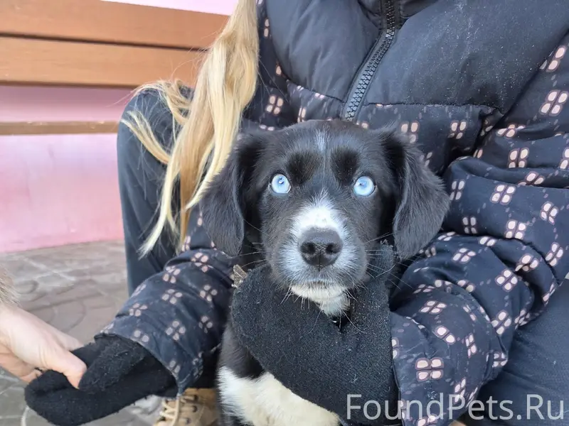 Найдена собака, район кзкт