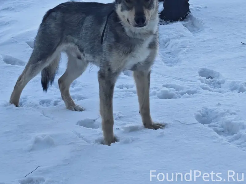 Пропал пёс Ричард, Попова 76