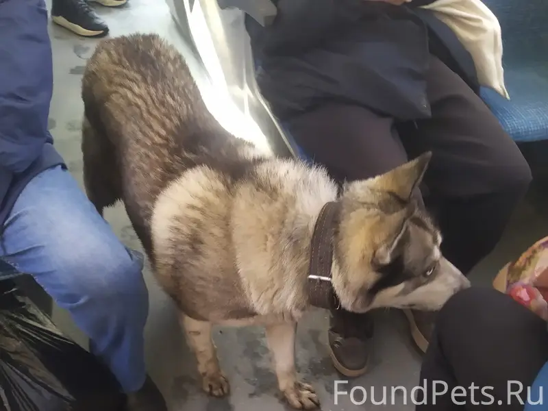 Найден пёс, Ярославль