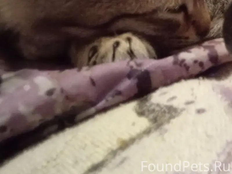 Пропал кот Лео, ул. Пушкина