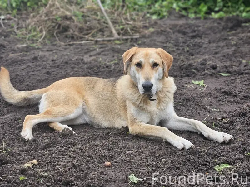 Пропала русская гончая, р-н школы 6
