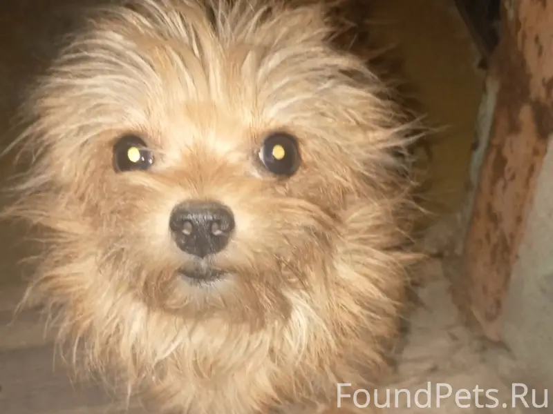 Пропала собака Бусинка, Западная и Заводская 30