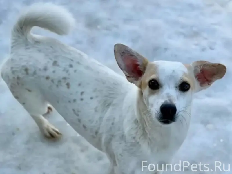 Пропала метис джек-рассел-терьера, район машзавода