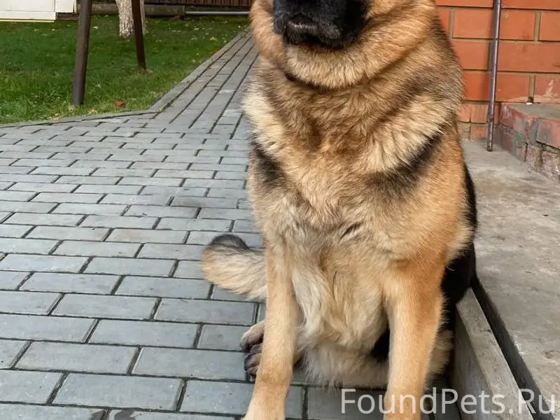 Пропал пёс Гера, Цибино