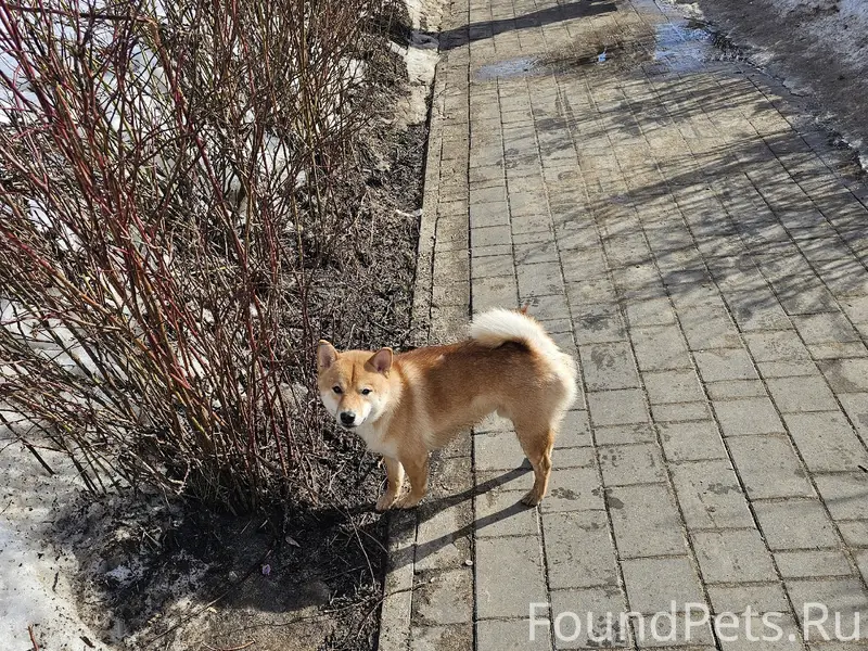 Найден сиба ину, Нижний Новгород, мкр. Гордеевский