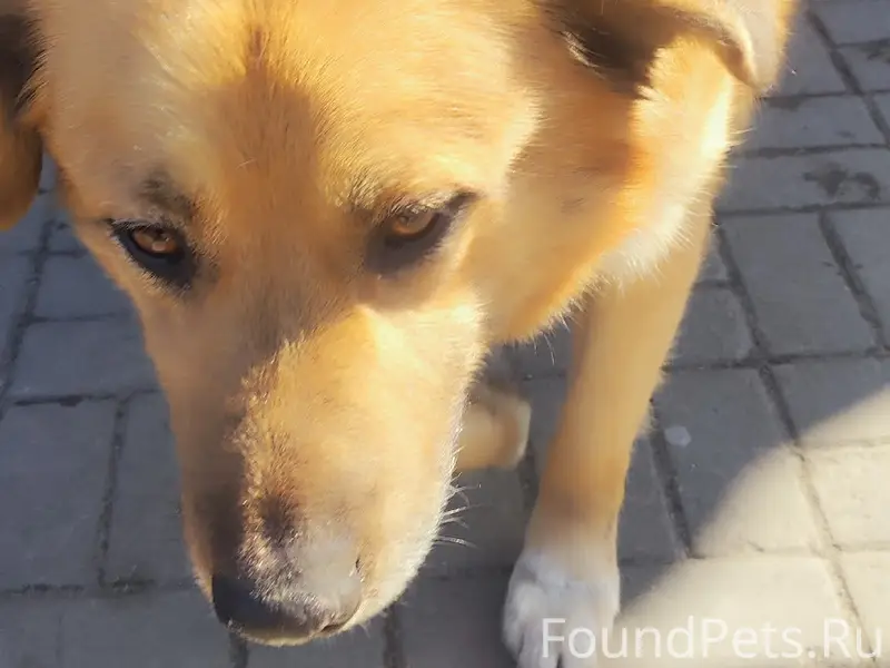 Найден мальчик-собака, район магазина Кольцовский