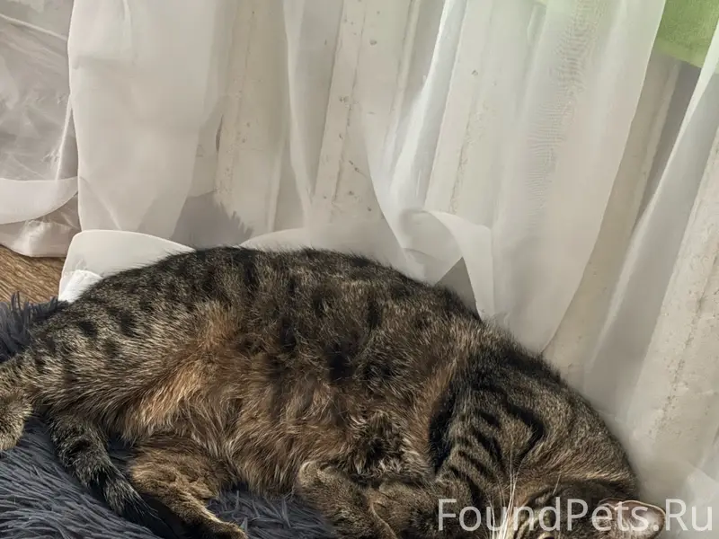 Пропала полосатая кошка, мкр. Северо-Задонск