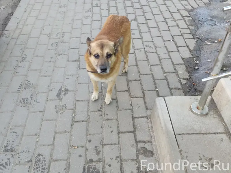 Найденна собака, 909 квартал