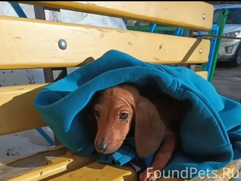 Найден щенок таксы, Тула