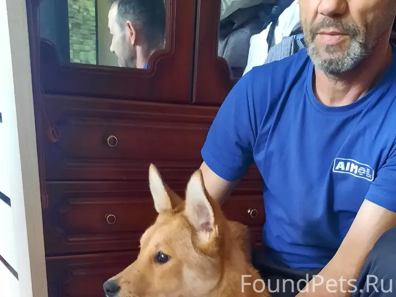 Найденна собака, Заволжская, Яна Кульпе, Юрия Беленогова