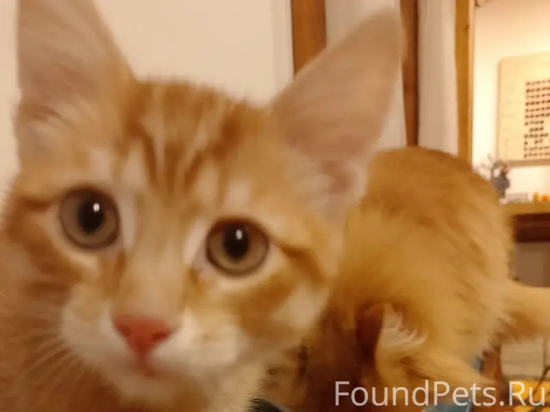 Пропал рыжий котёнок, район улиц Труда и Дружбы