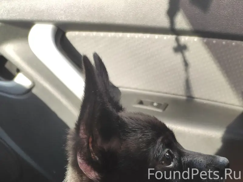 Пропала собака,