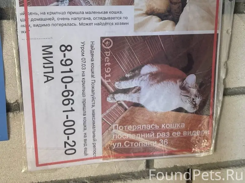 Найдена кошка, г. Кострома