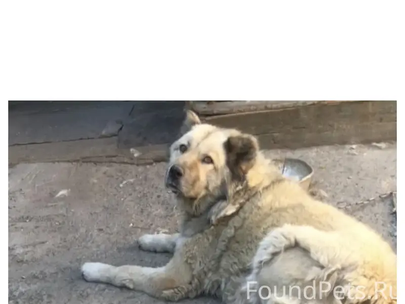 Пропала кавказская овчарка Рада, г. Сатка