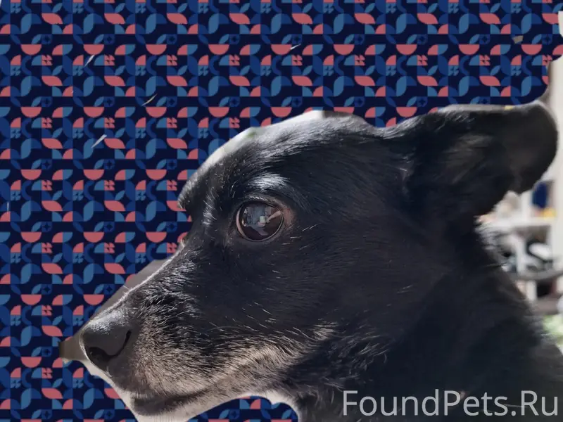 Пропала собака Альфа, перекрёсток Кузнецова — Виноградова