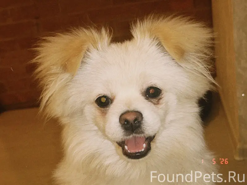 Пропала собака Умка, Сужи