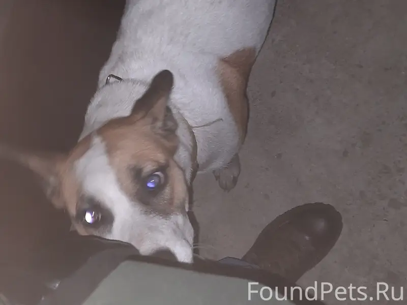 Найден пёс, ул. Залесная