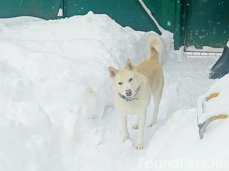 Пропал пёс Айс, район пединститута