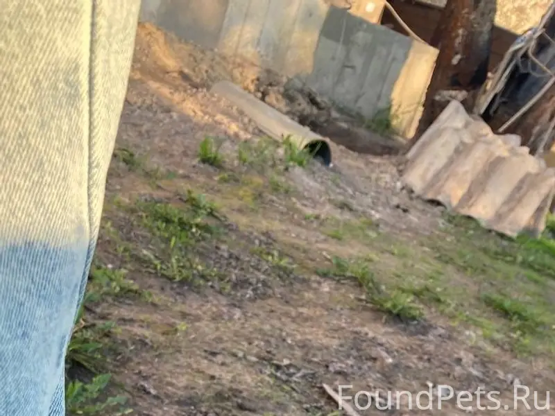 Пропала кошка, Финский посёлок