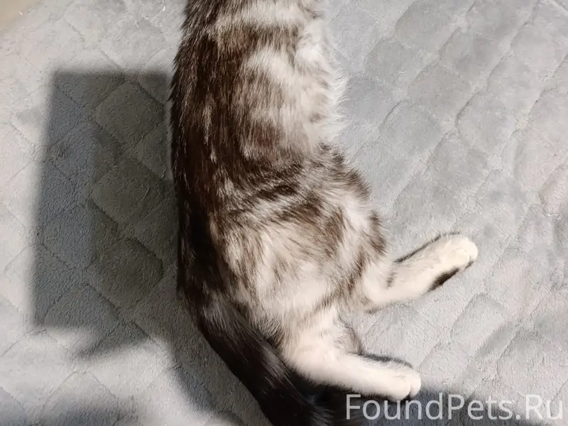 Пропала кошка метис шотландской прямоухой, район 2 школы