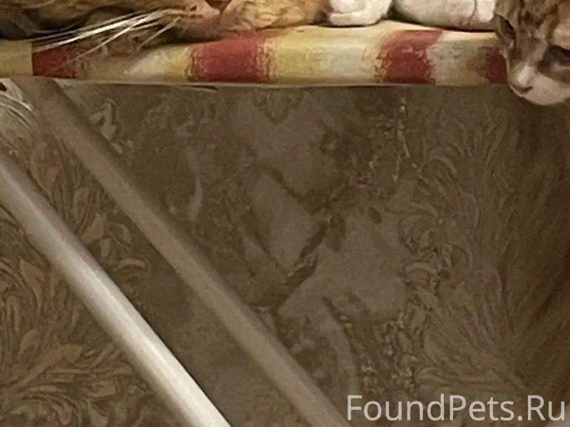 Пропал рыжий кот Симба, Крупской 26