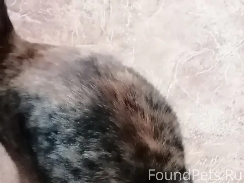 Найдена кошка, откликается на все клички