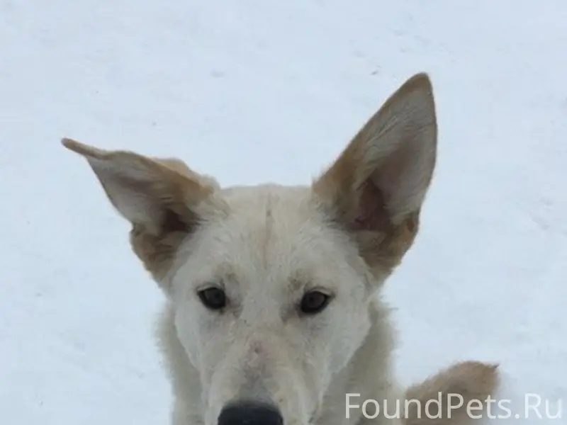 Пропала собака Перси, пгт Сафоново-1